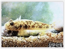 갈문막둥