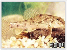 버들매치