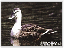 흰빰검둥오리
