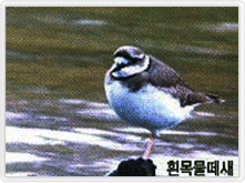 흰목물떼새