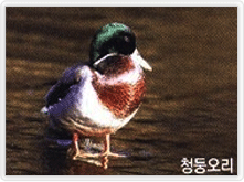 청둥오리