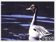 고방오리