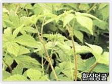 환삼덩굴