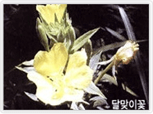 달맞이꽃
