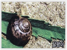 달팽이