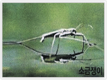소금쟁이