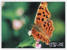 네발나비