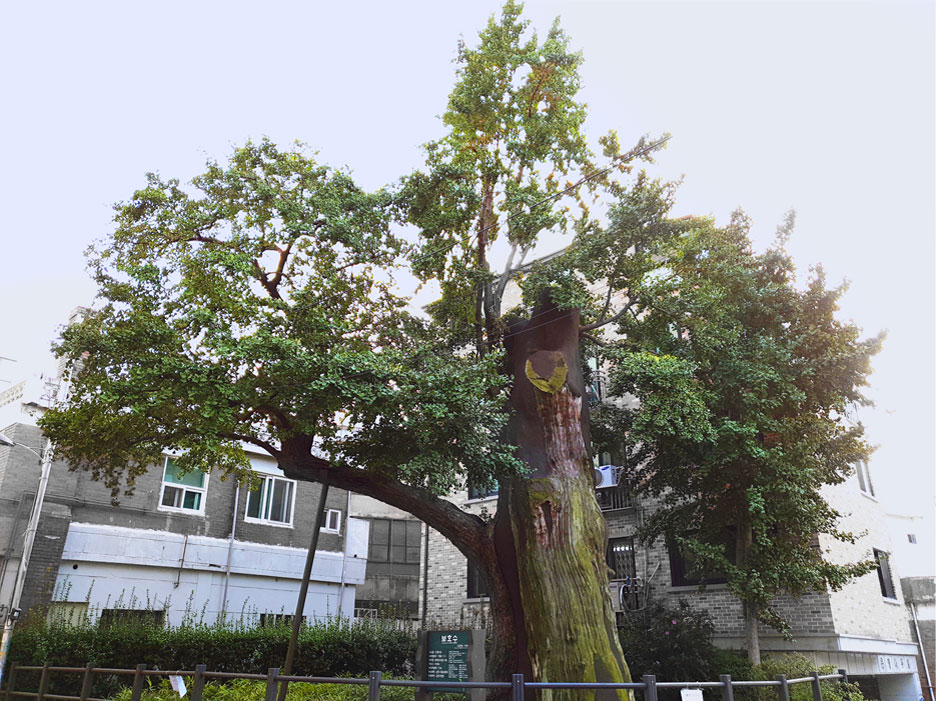 Siheung Hanggung Site at ginkgo tree intersection photo