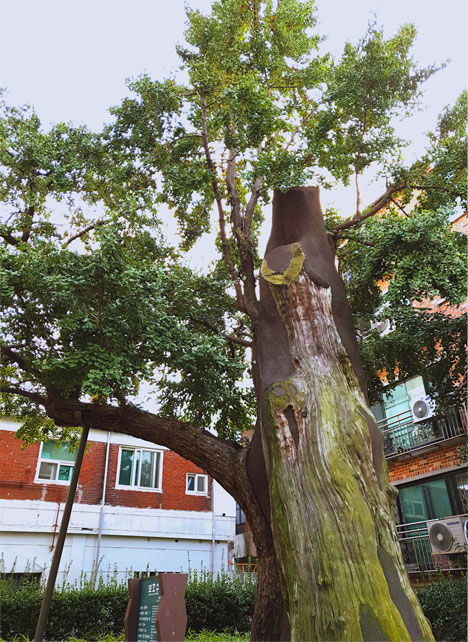 Ginkgo Five-way Street photo